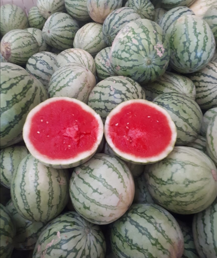 Watermelon - tlali nantli comercializa dora 